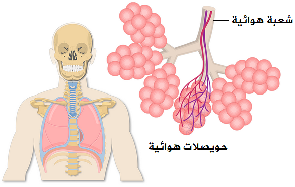 الحويصلات الهوائية